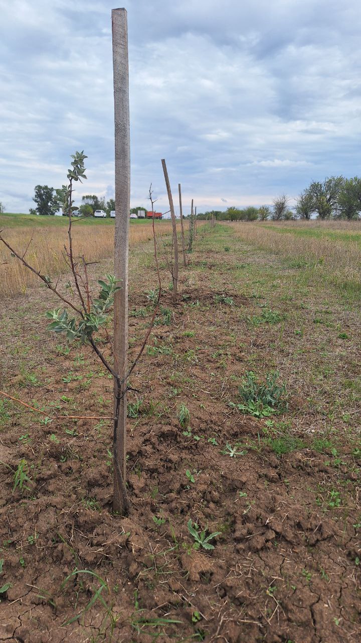 Подготовка к ноябрьской посадке саженцев